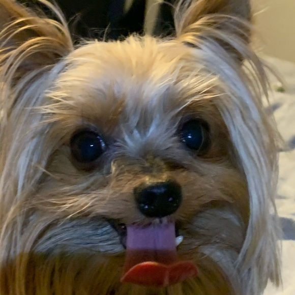 Meet your Posher, Christopher - Picture 2 of 10